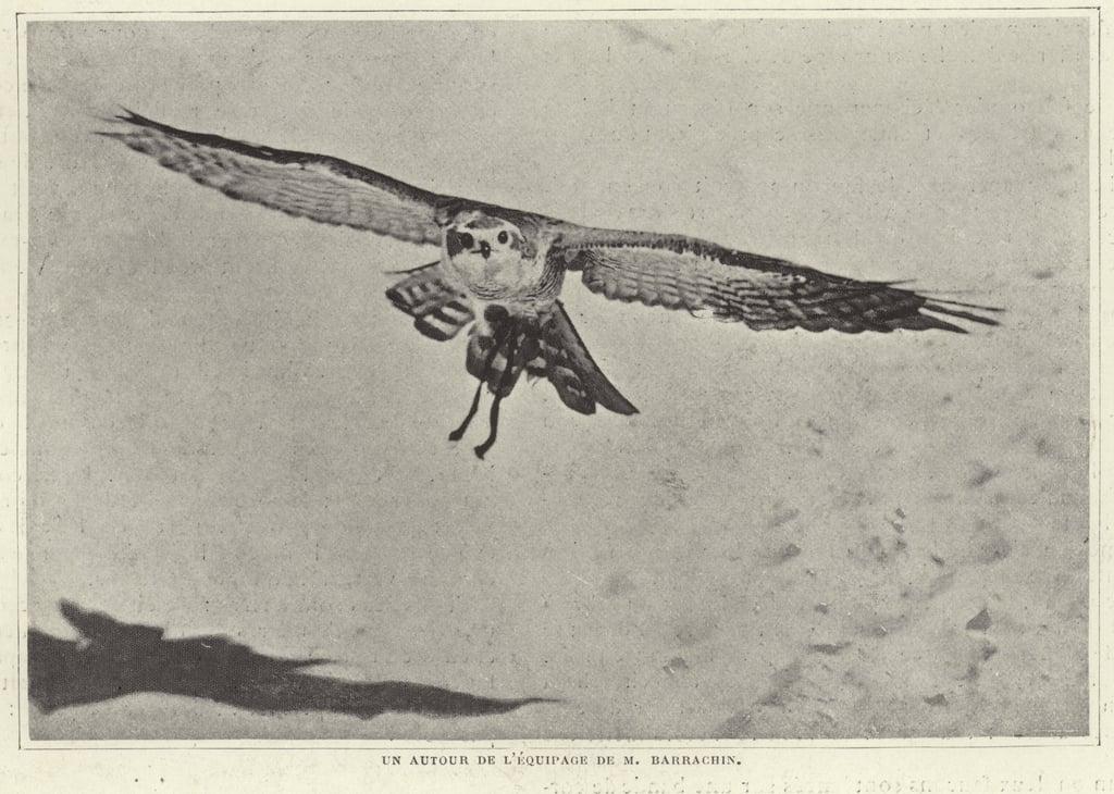 One of the birds of M Barrachin by French photographer