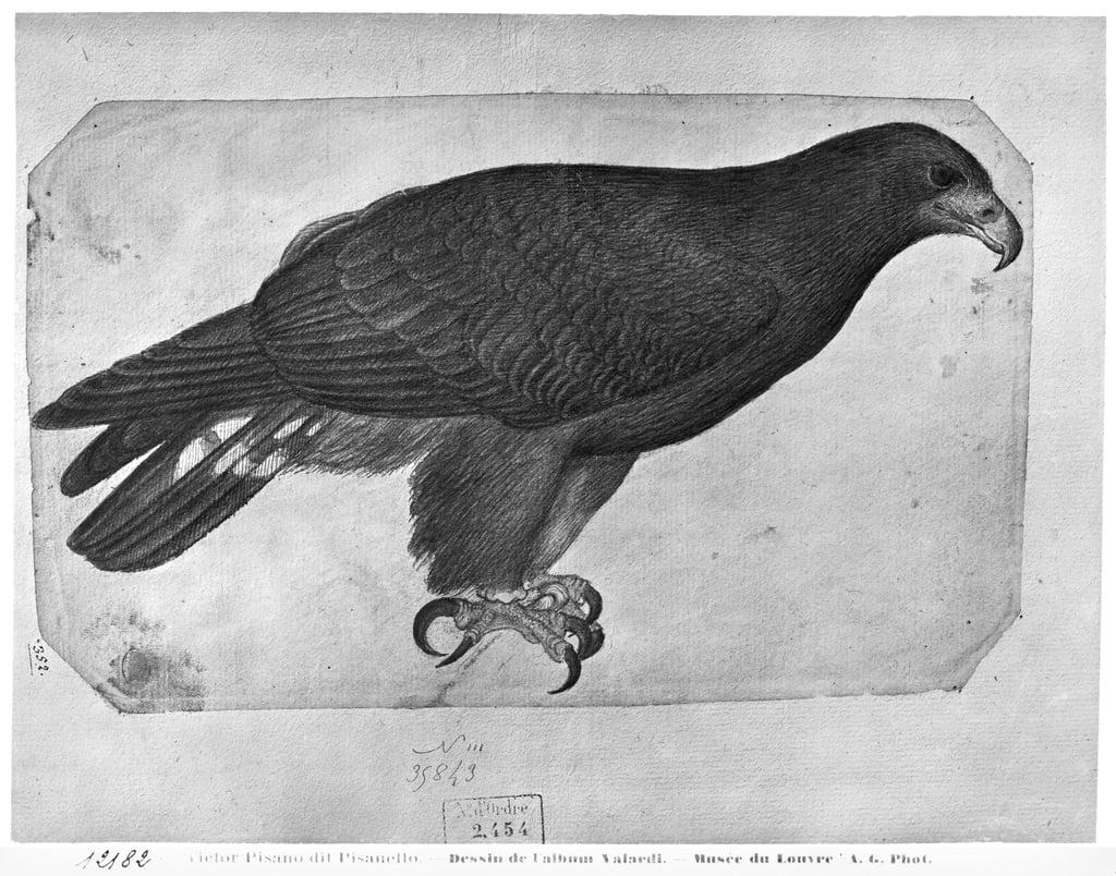 Hawk (eagle in reality), from the The Vallardi Album (pencil und wc on paper) 