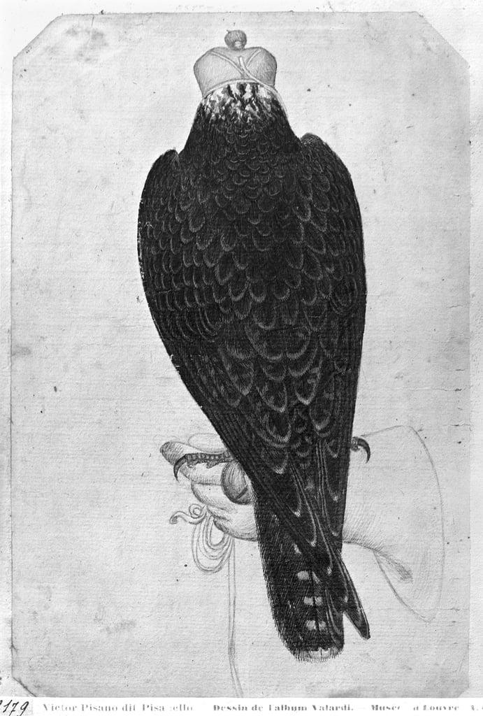 Hawk on hand, seen from behind, from the The Vallardi Album (pen und ink und wc on paper)  by Antoni