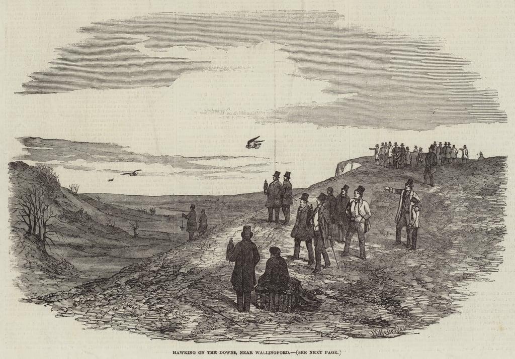 Hawking on the Downs, near Wallingford by Harrison William Weir (1824-1906()